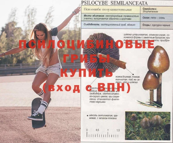 стаф Зеленокумск